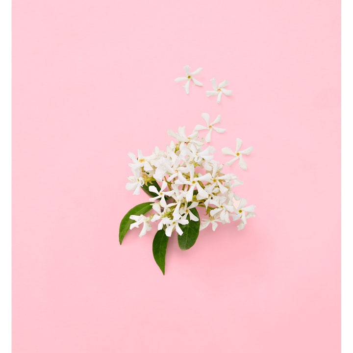 Flora Gorgeous Jasmine